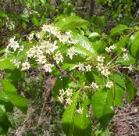 Prunus pensylvanica image