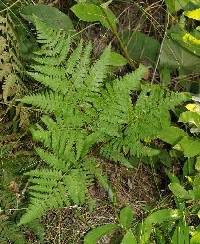 Pteridium aquilinum var. latiusculum image