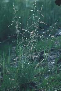 Puccinellia distans image