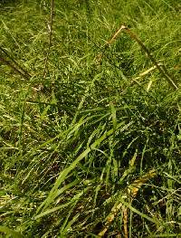 Torreyochloa fernaldii image