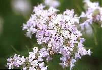 Pycnanthemum tenuifolium image