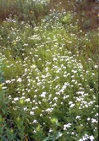 Pycnanthemum tenuifolium image