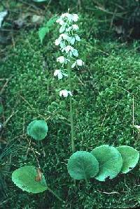 Image of Pyrola chlorantha