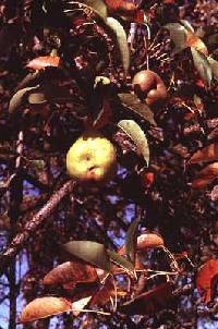 Image of Pyrus communis