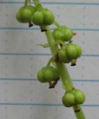 Pyrola minor image