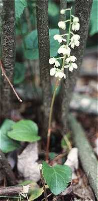Image of Pyrola americana