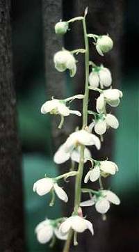Pyrola americana image