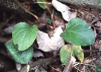 Pyrola americana image