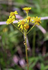 Image of Packera pseudaurea