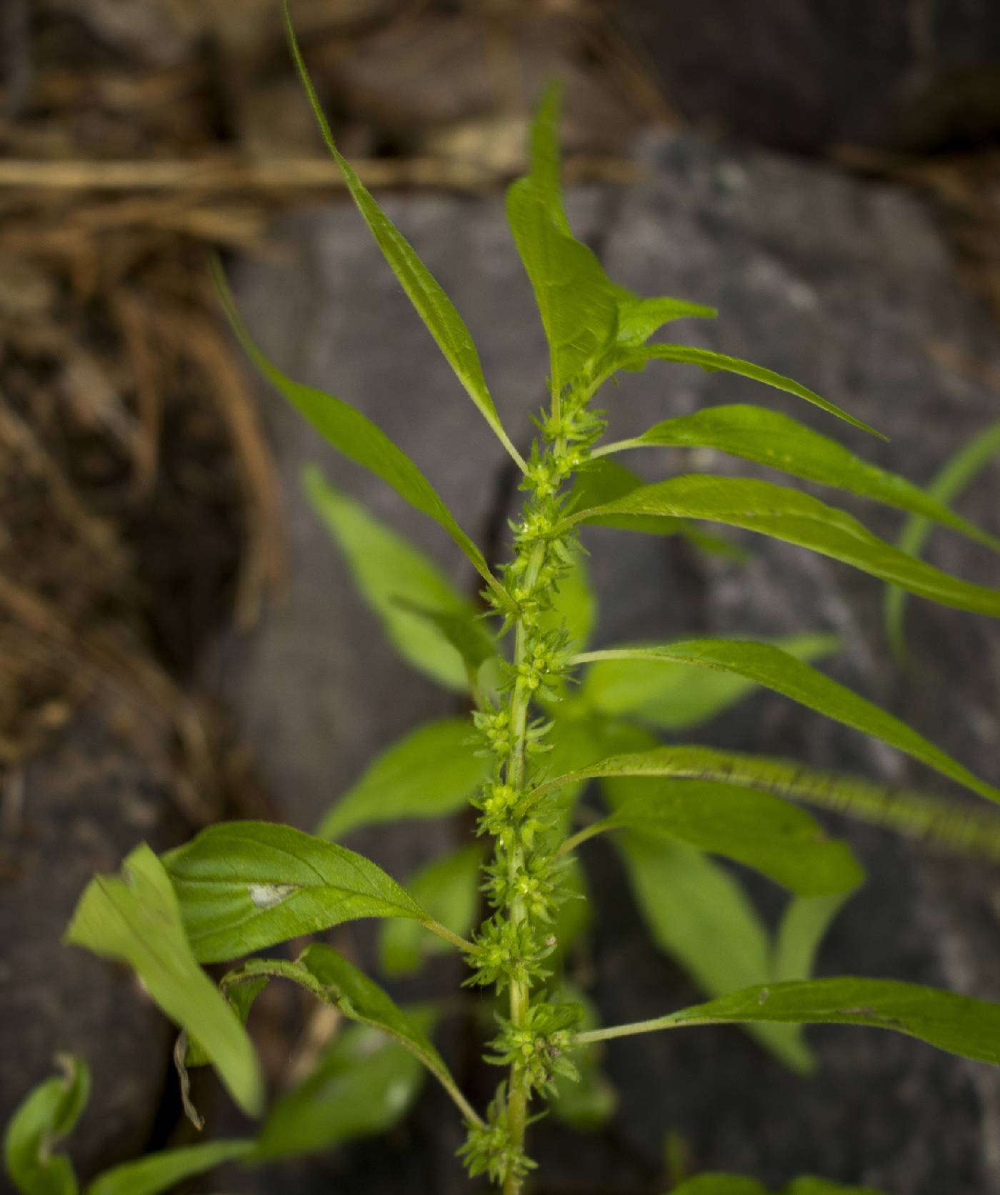 Parietaria pensylvanica image