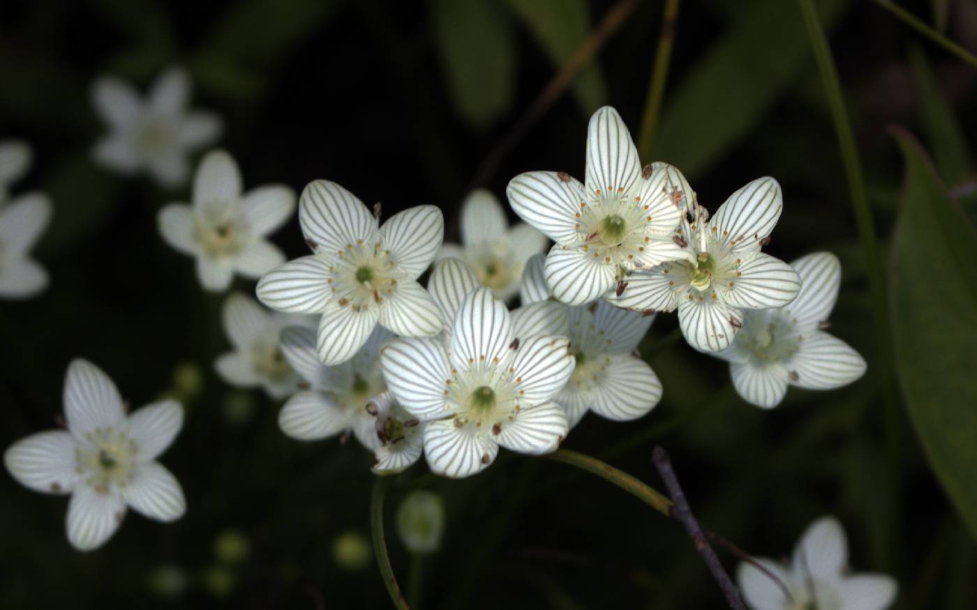 Parnassia glauca image