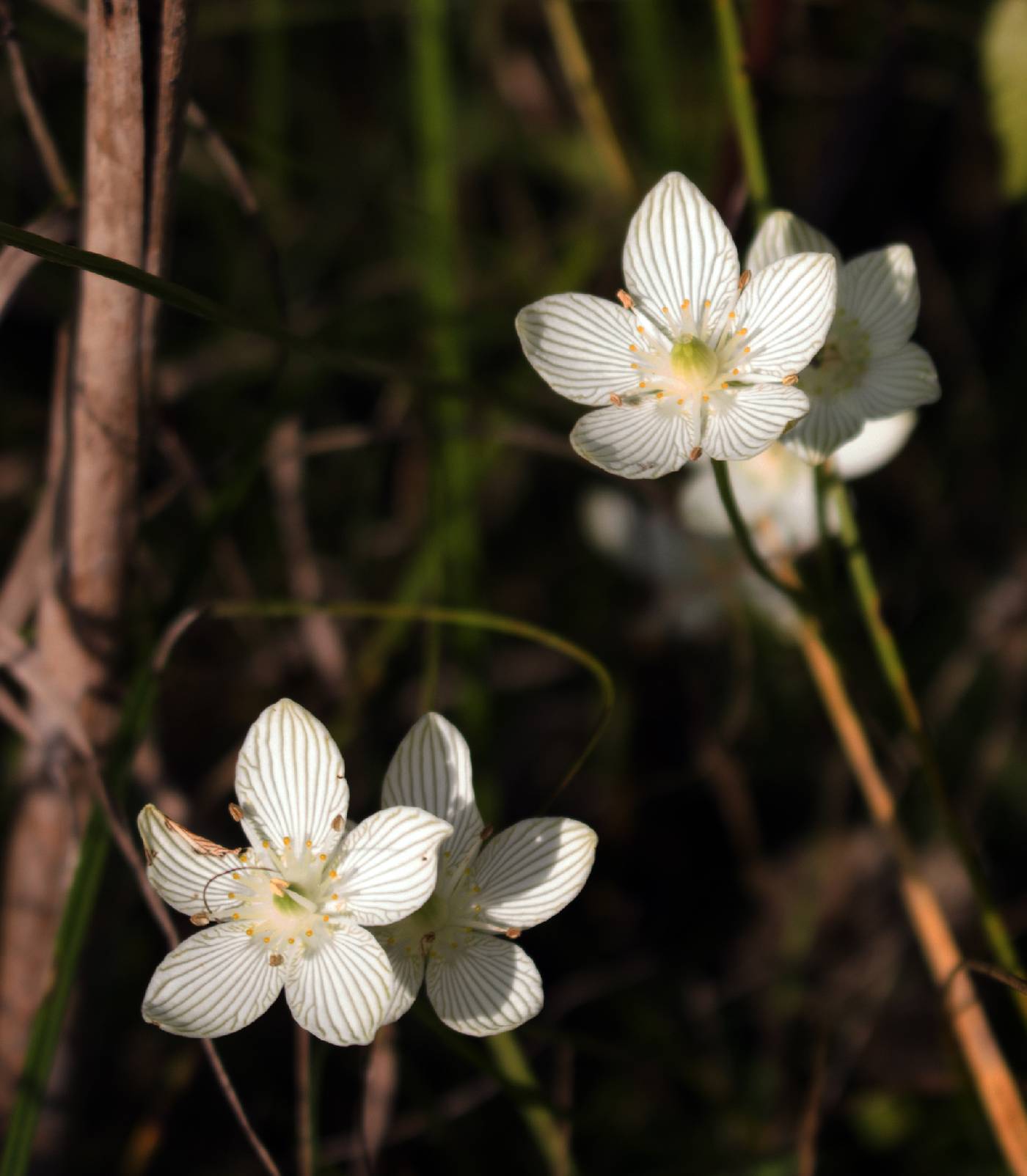 Parnassia glauca image