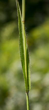 Paspalum setaceum image