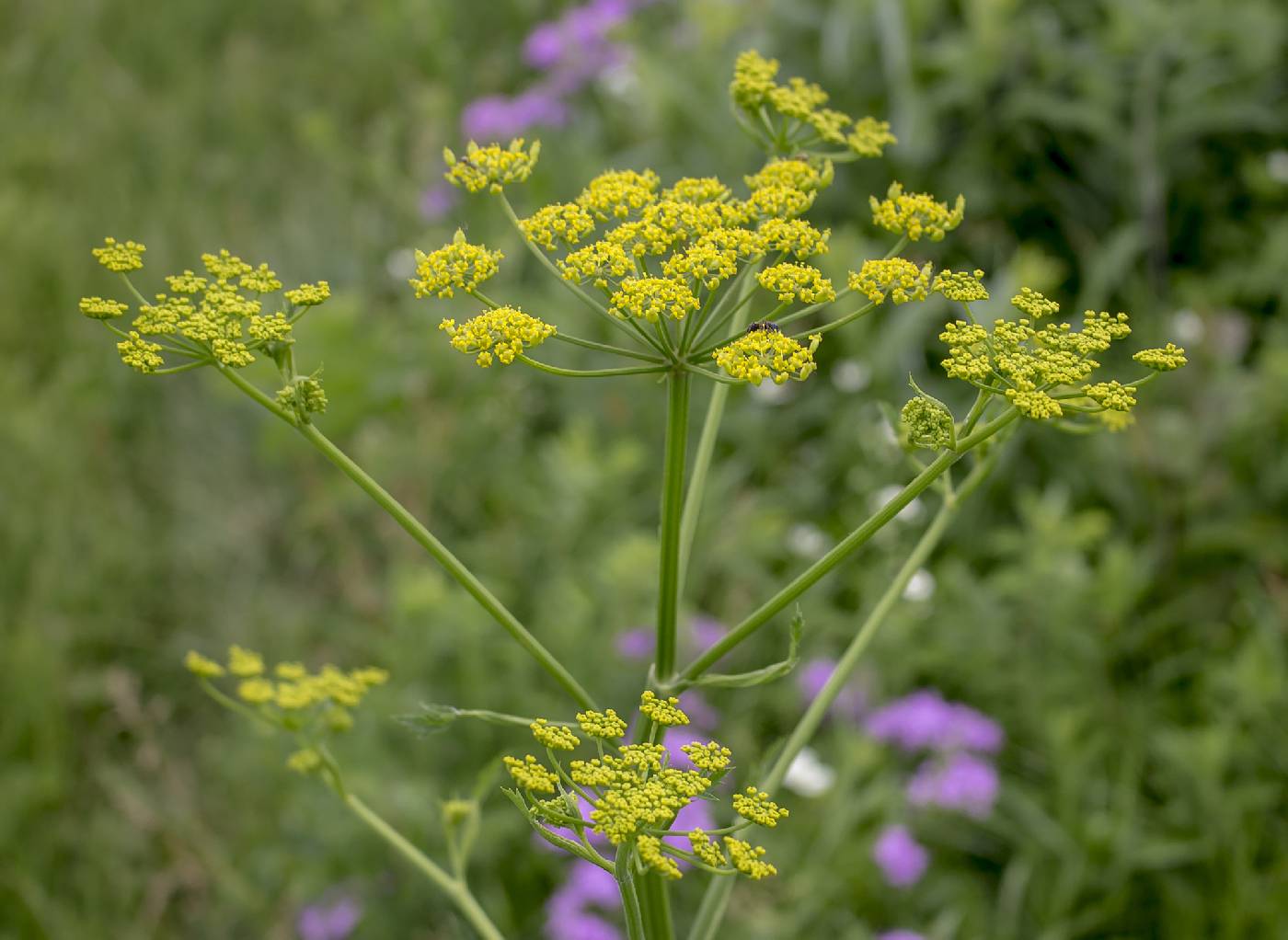 Pastinaca sativa image