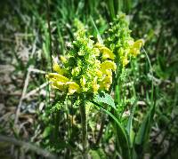 Image of Pedicularis canadensis