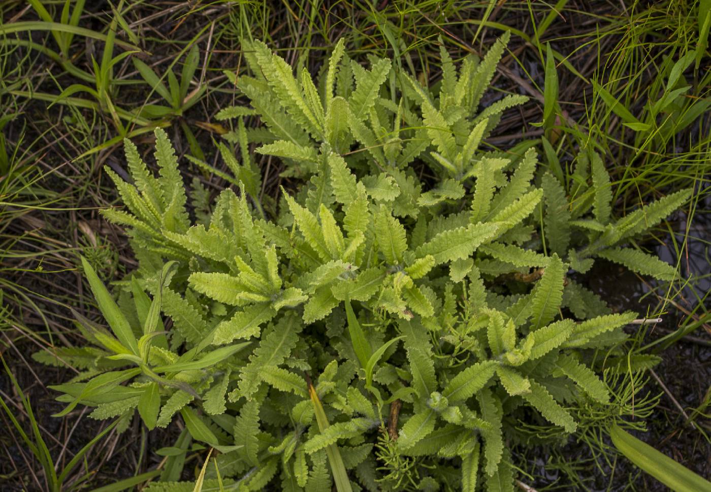 Pedicularis lanceolata image