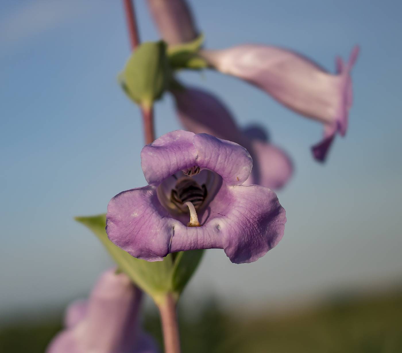 Penstemon grandiflorus image