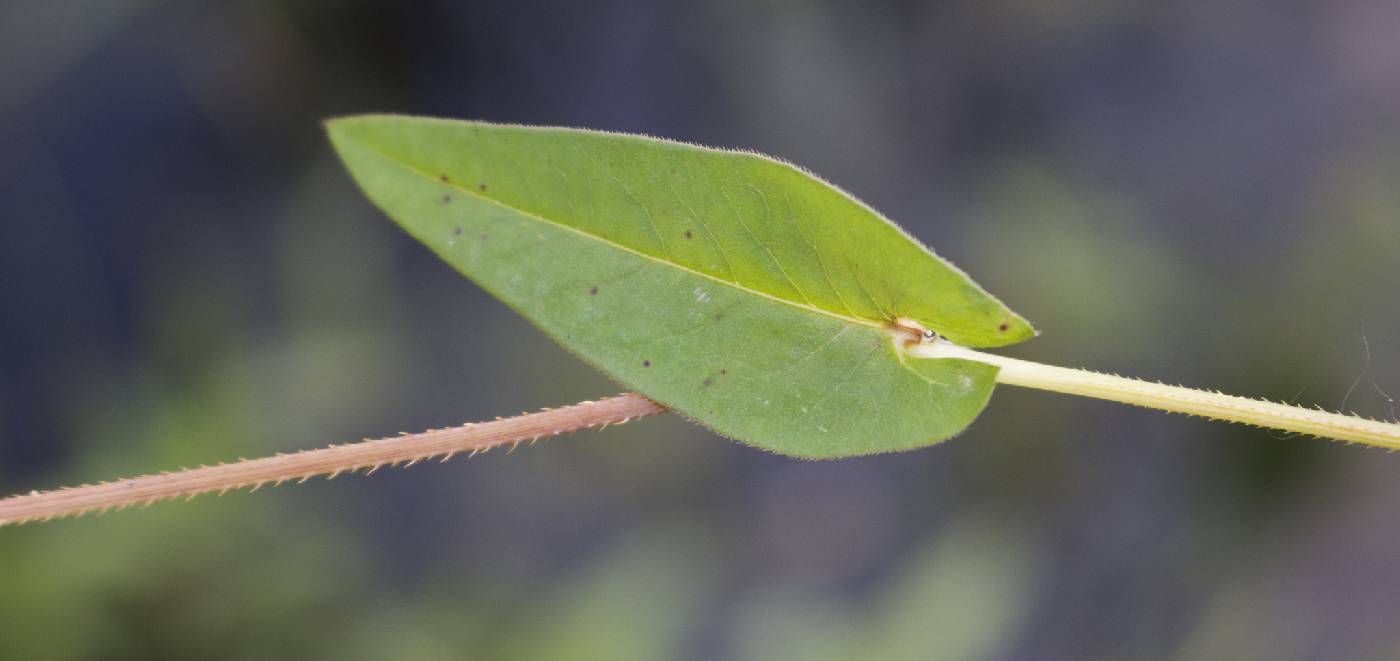 Persicaria sagittata image