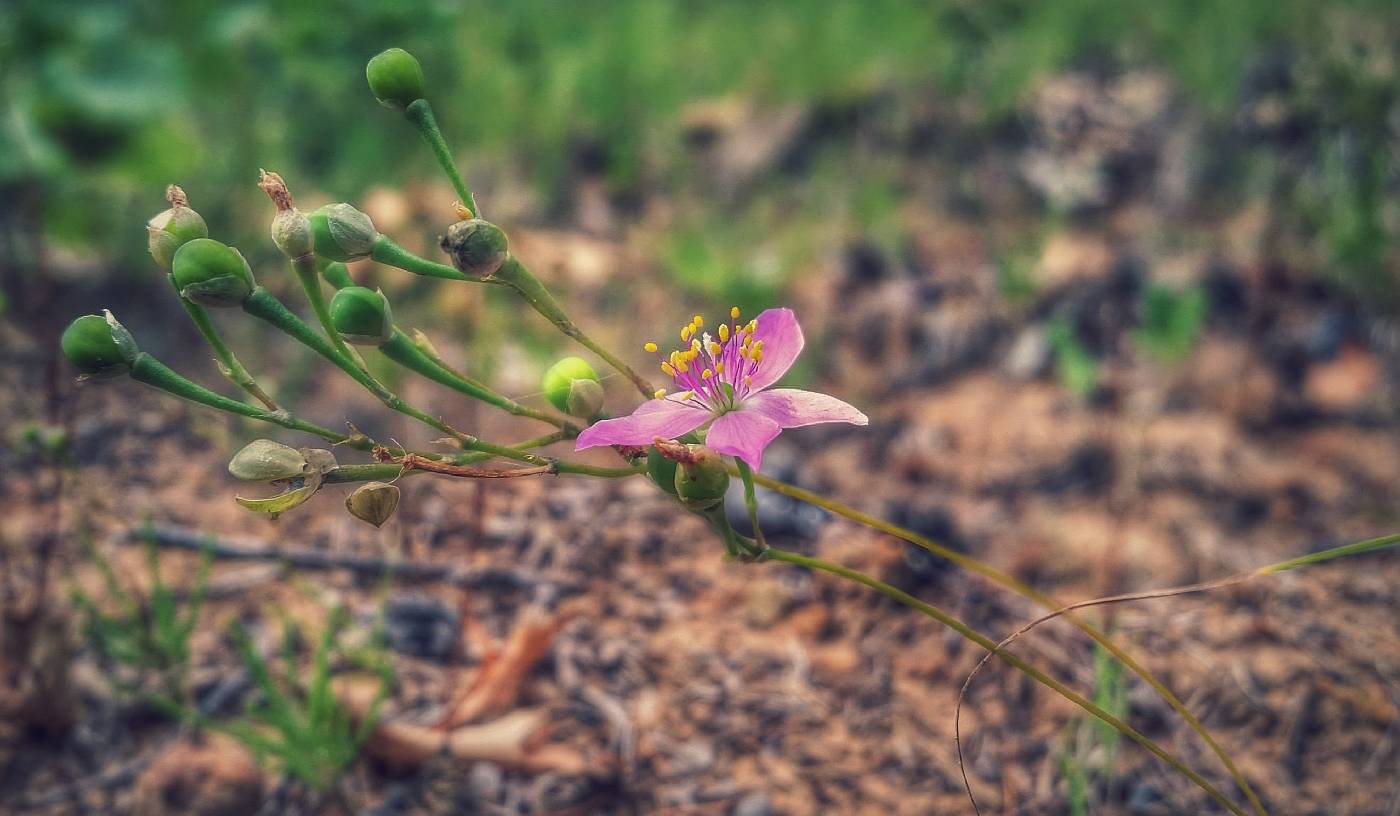Phemeranthus rugospermus image
