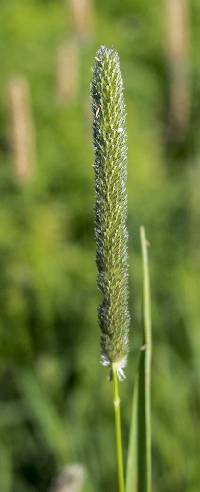 Image of Phleum pratense