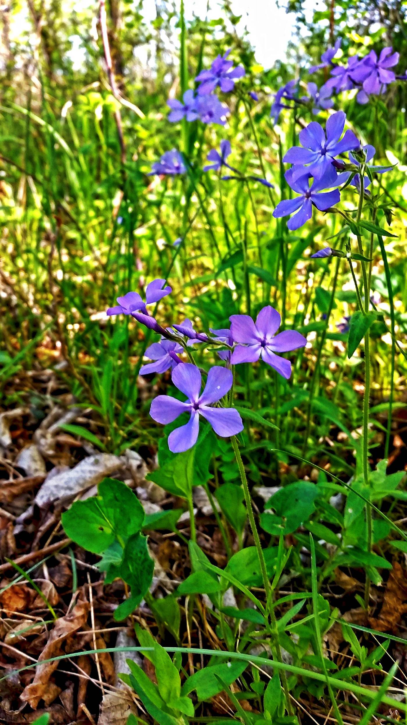 Phlox divaricata image