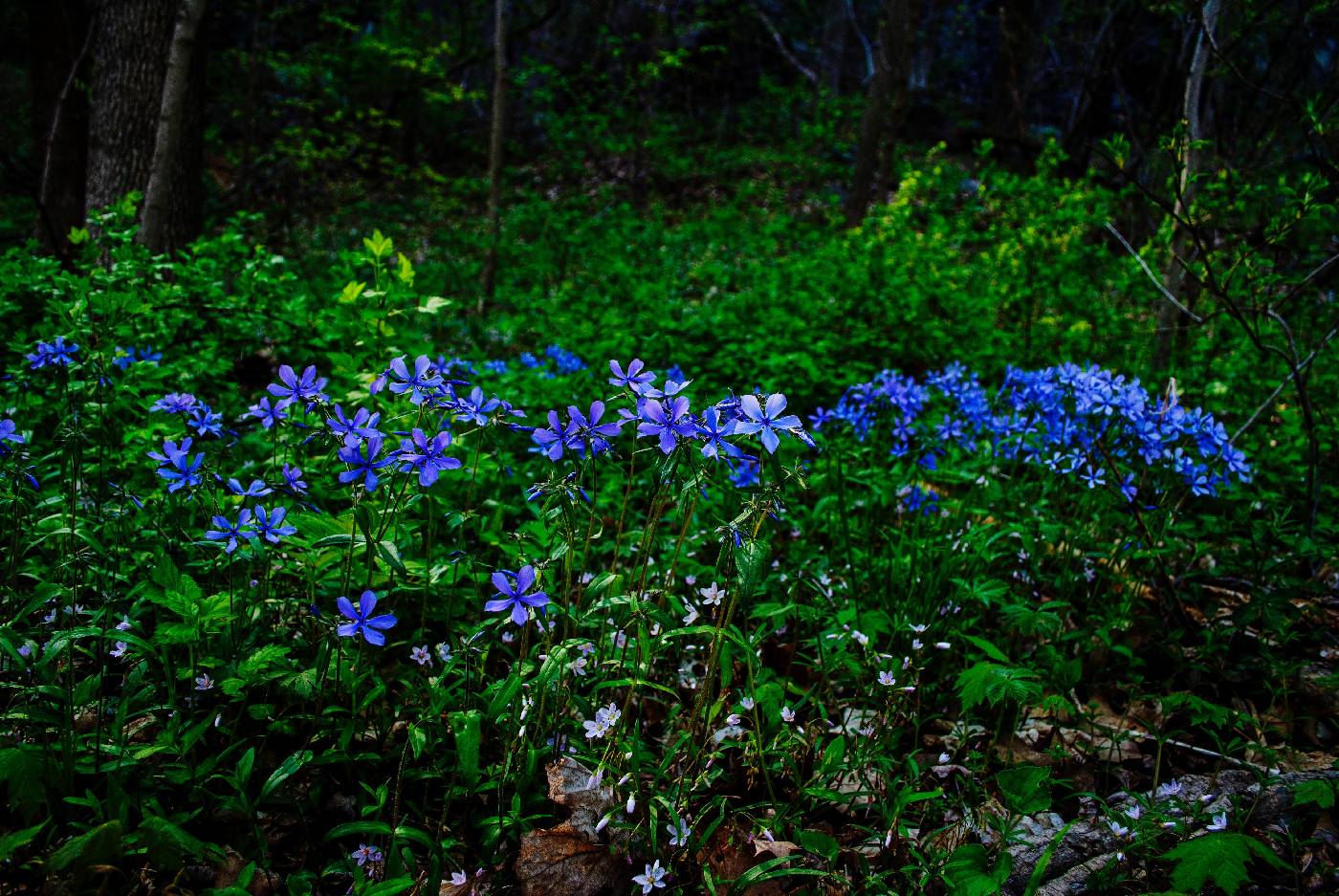 Phlox divaricata image