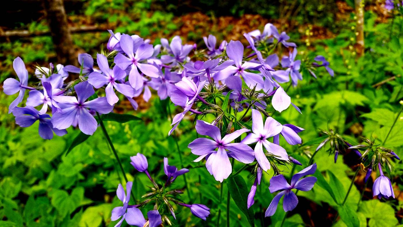 Phlox divaricata image