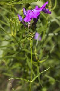 Image of Phlox glaberrima