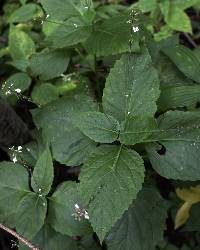 Phryma leptostachya image