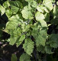 Image of Physalis heterophylla