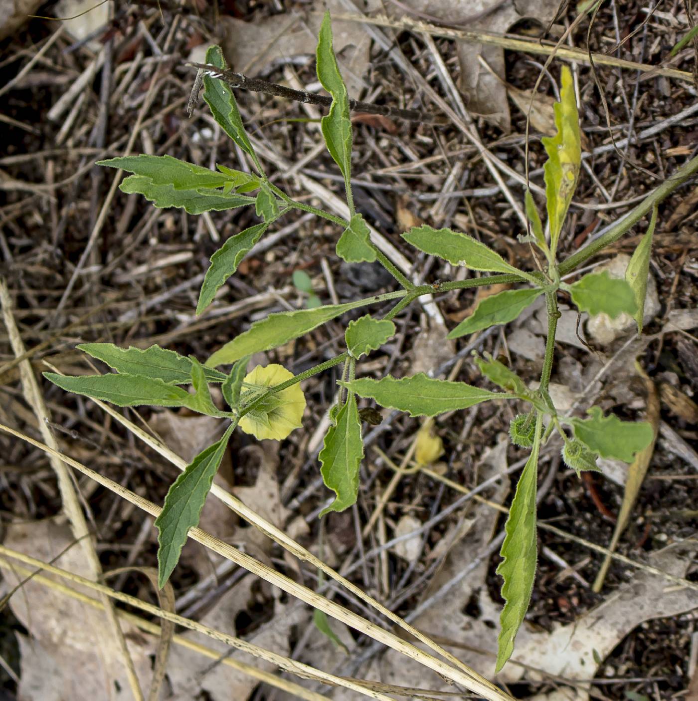 Physalis virginiana image