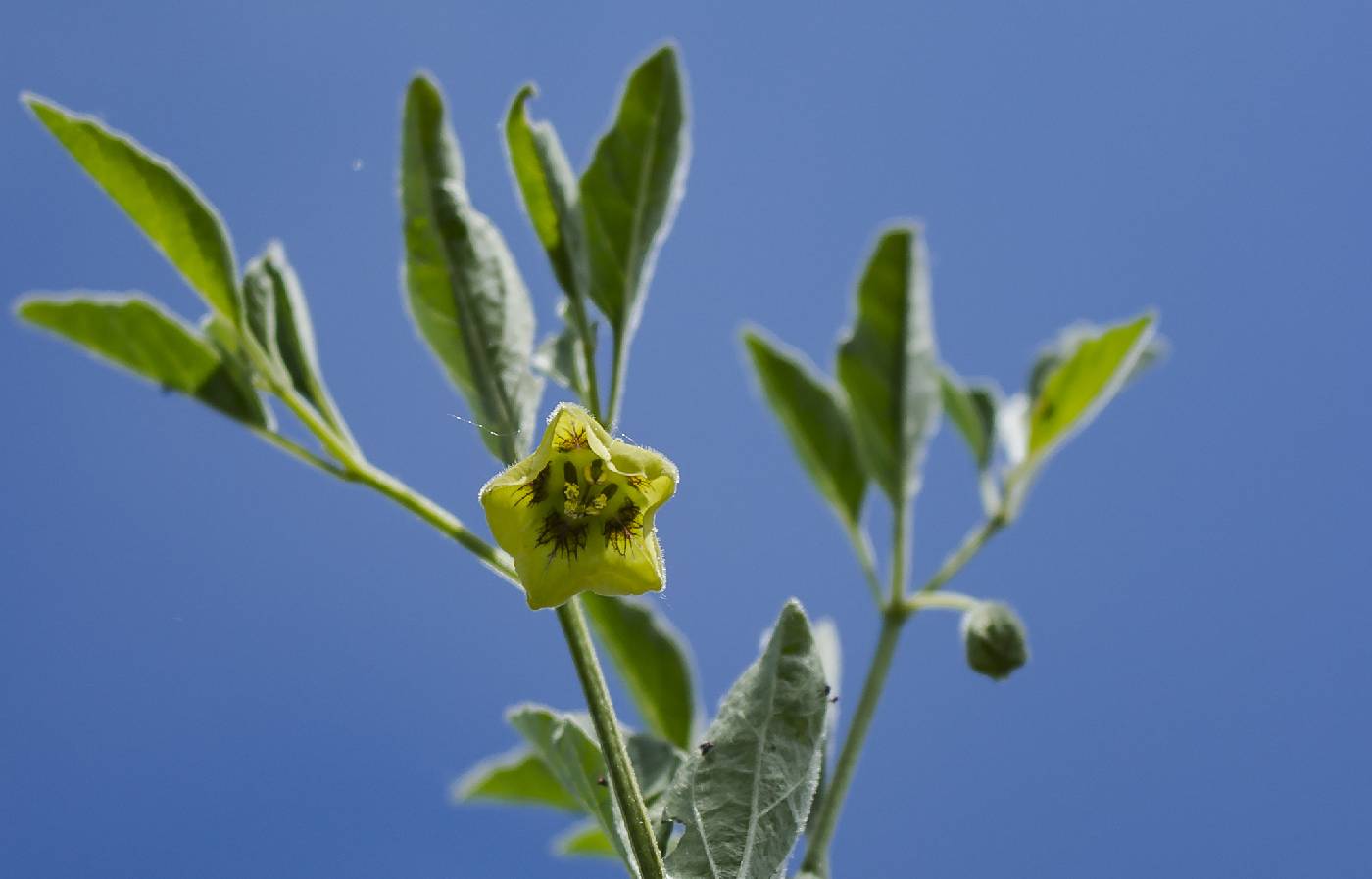 Physalis virginiana image