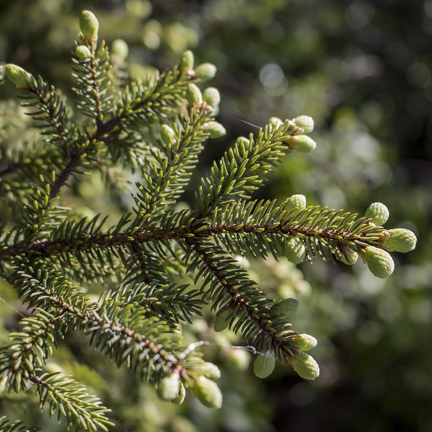 Picea mariana image