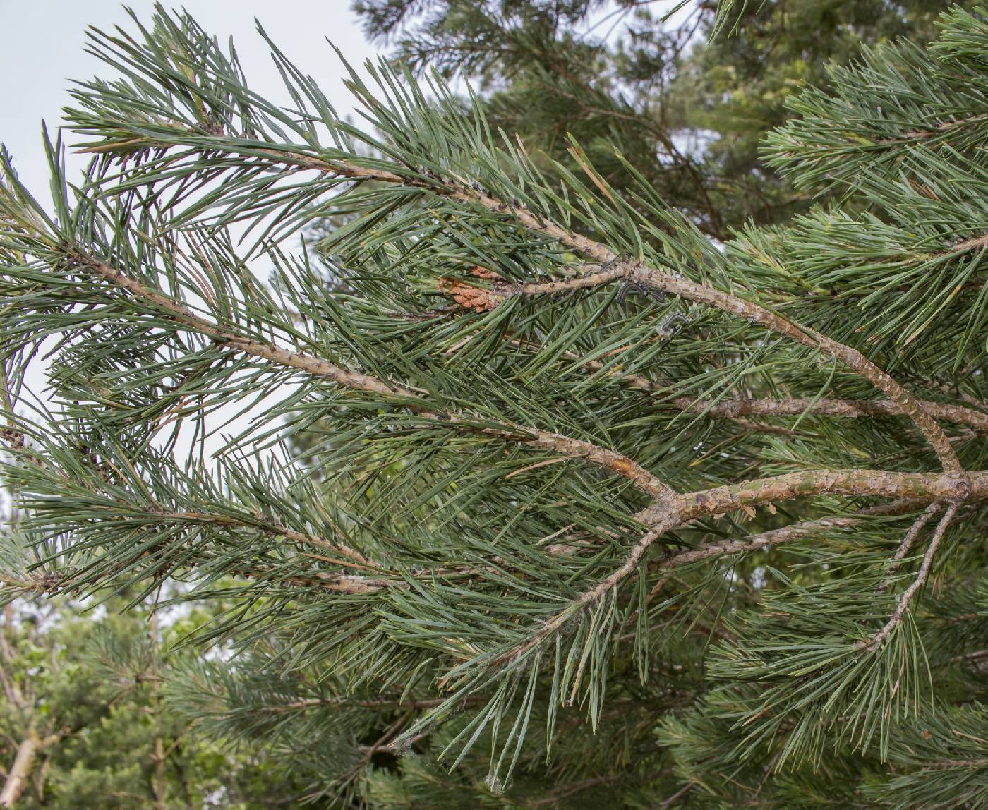 Pinus sylvestris image