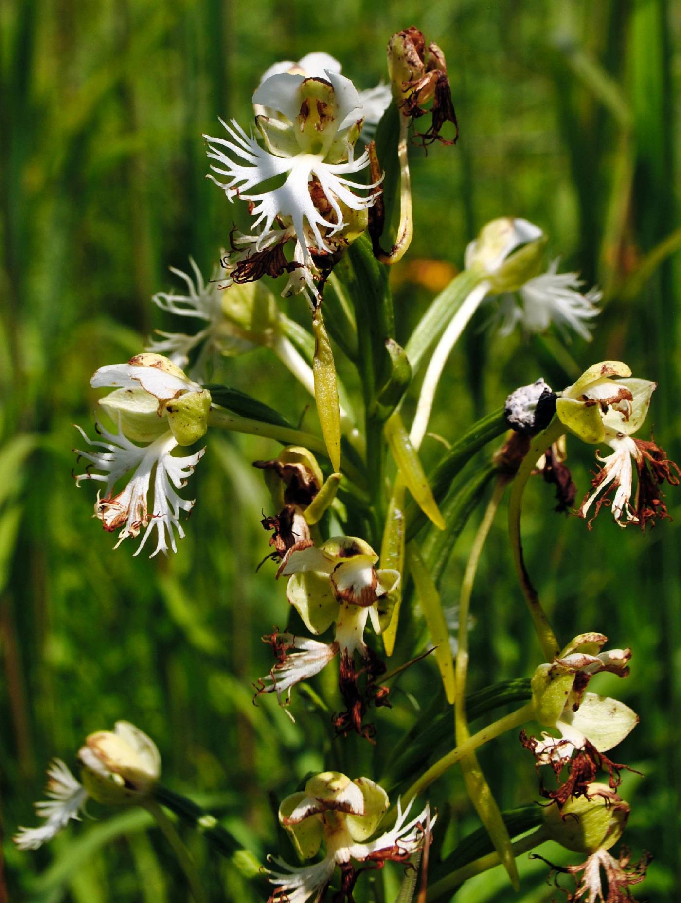 Platanthera leucophaea image