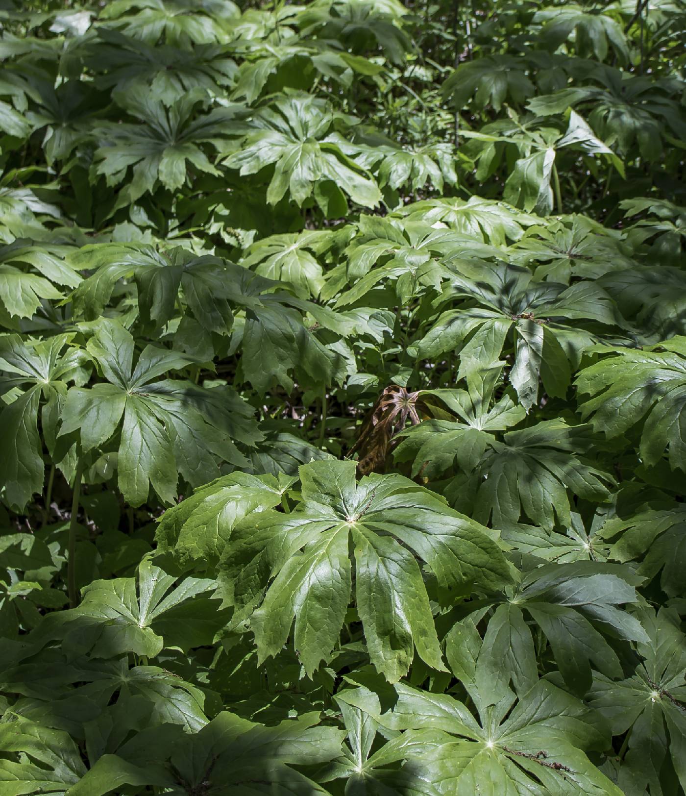 Podophyllum peltatum image