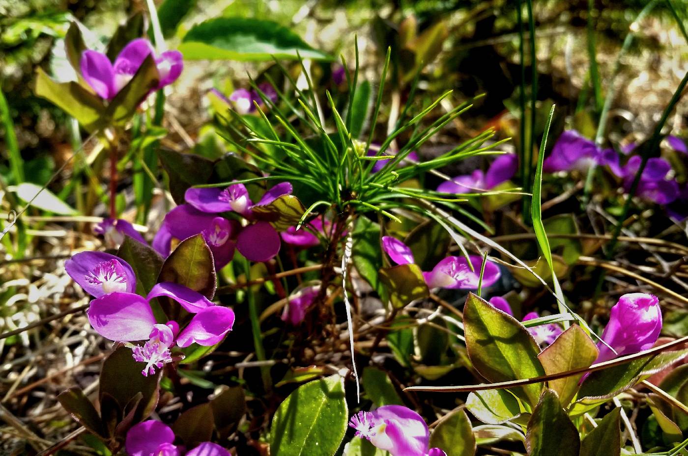 Polygala paucifolia image