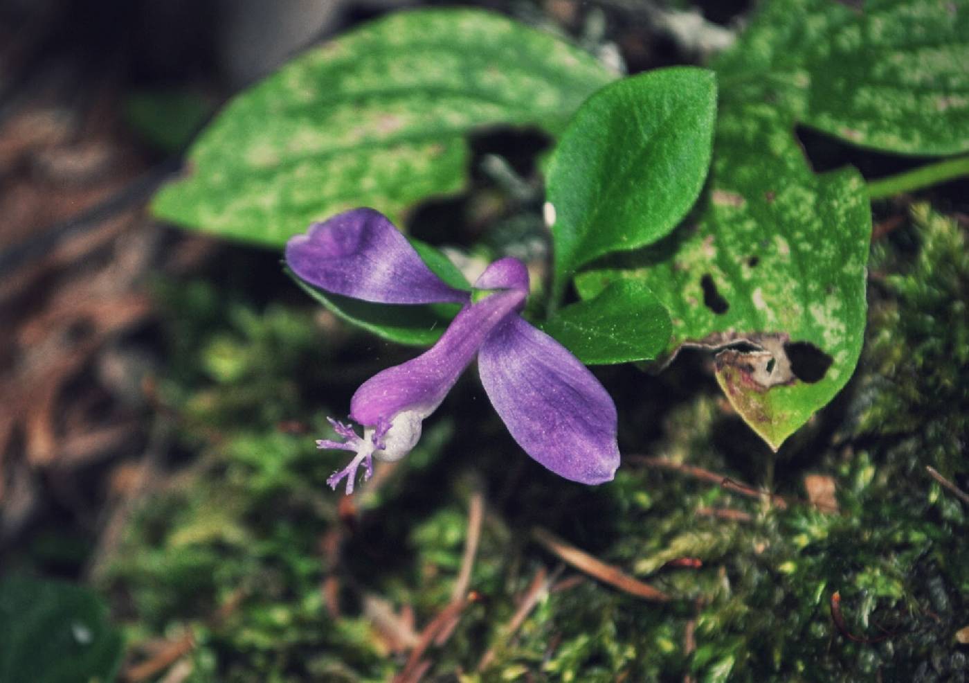 Polygala paucifolia image