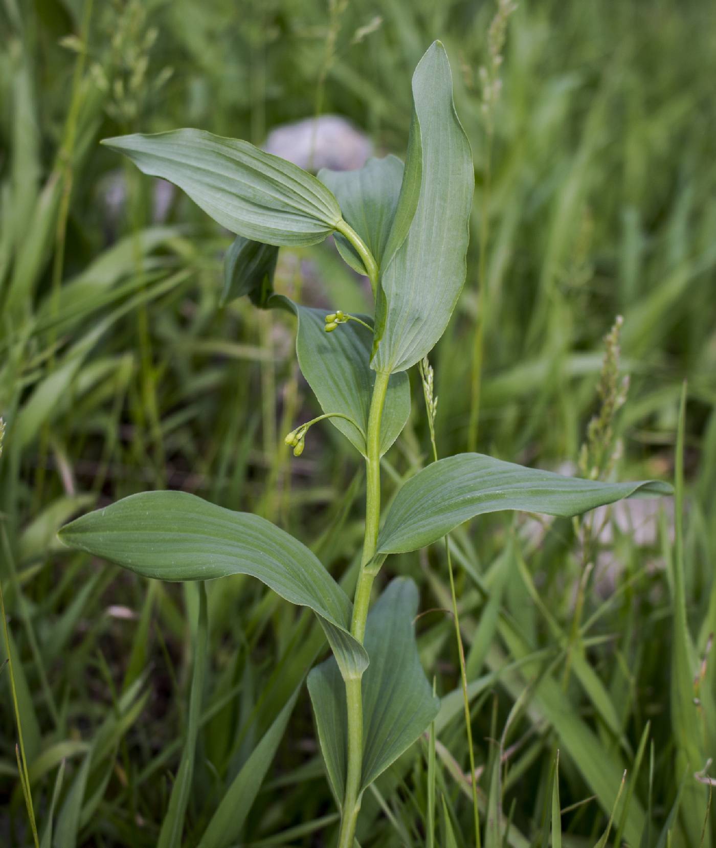 Polygonatum biflorum image