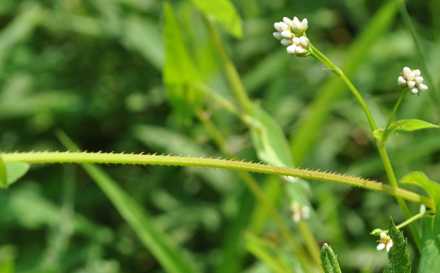 Persicaria sagittata image