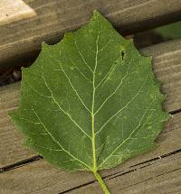 Populus grandidentata image