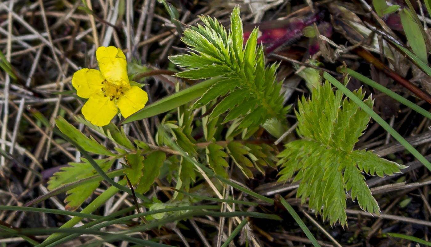 Potentilla anserina image
