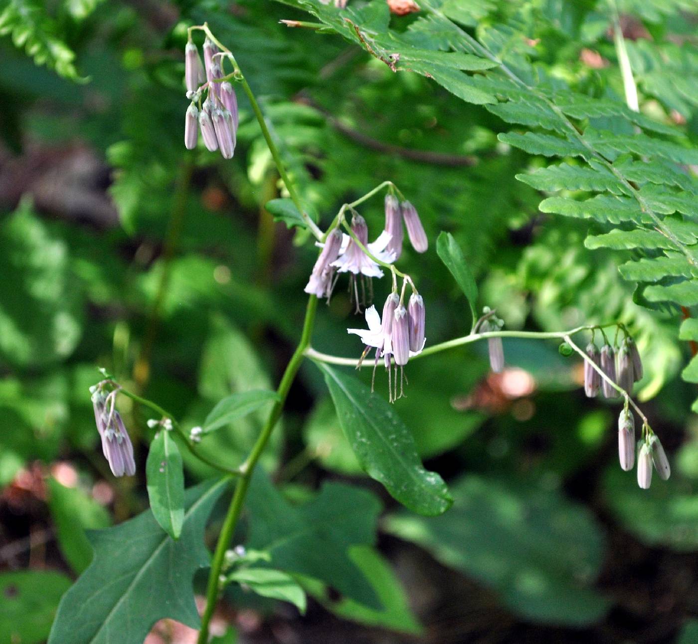 Prenanthes alba image
