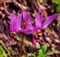 Primula fassettii image