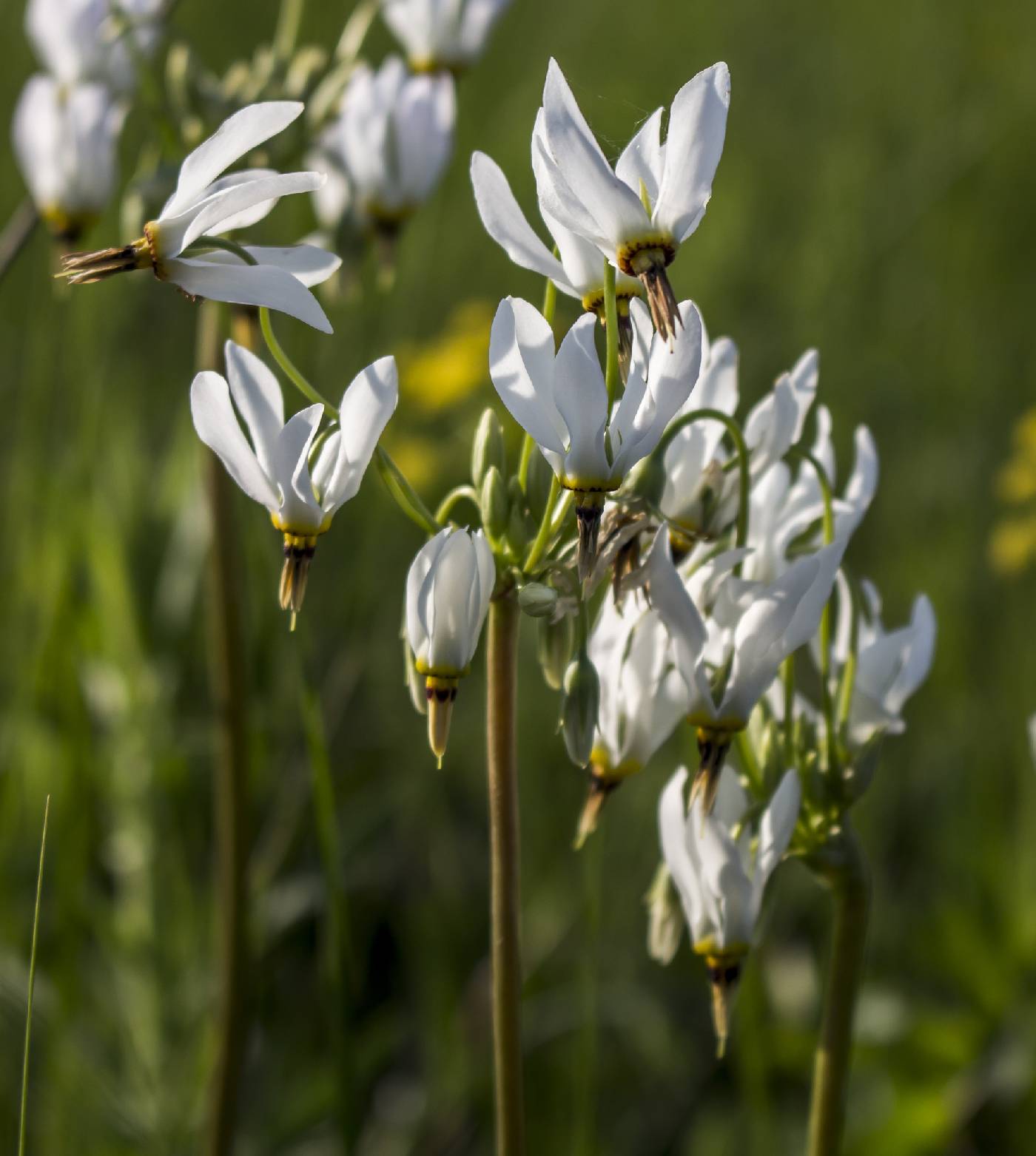 Primula meadia image
