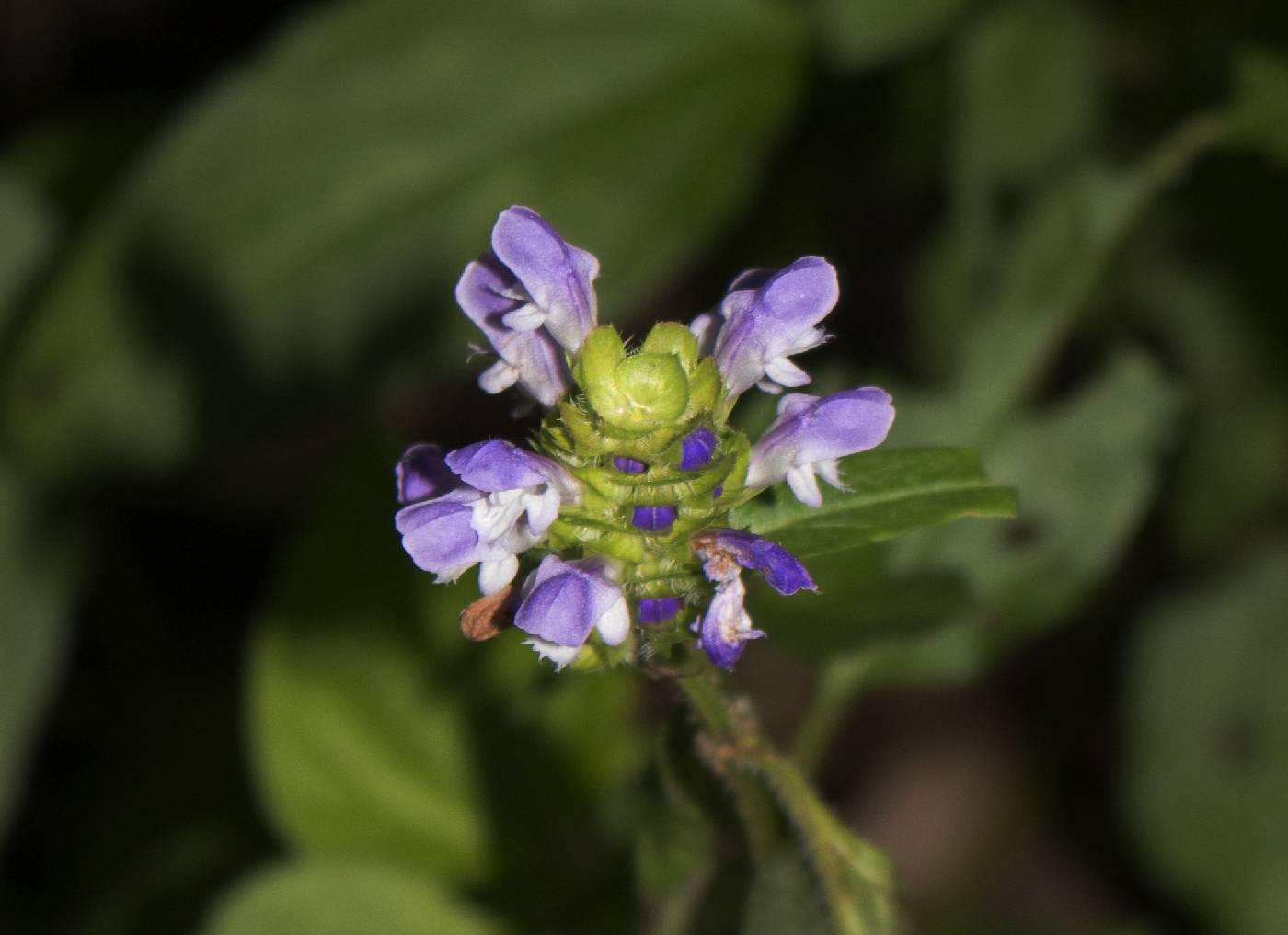 Prunella vulgaris image