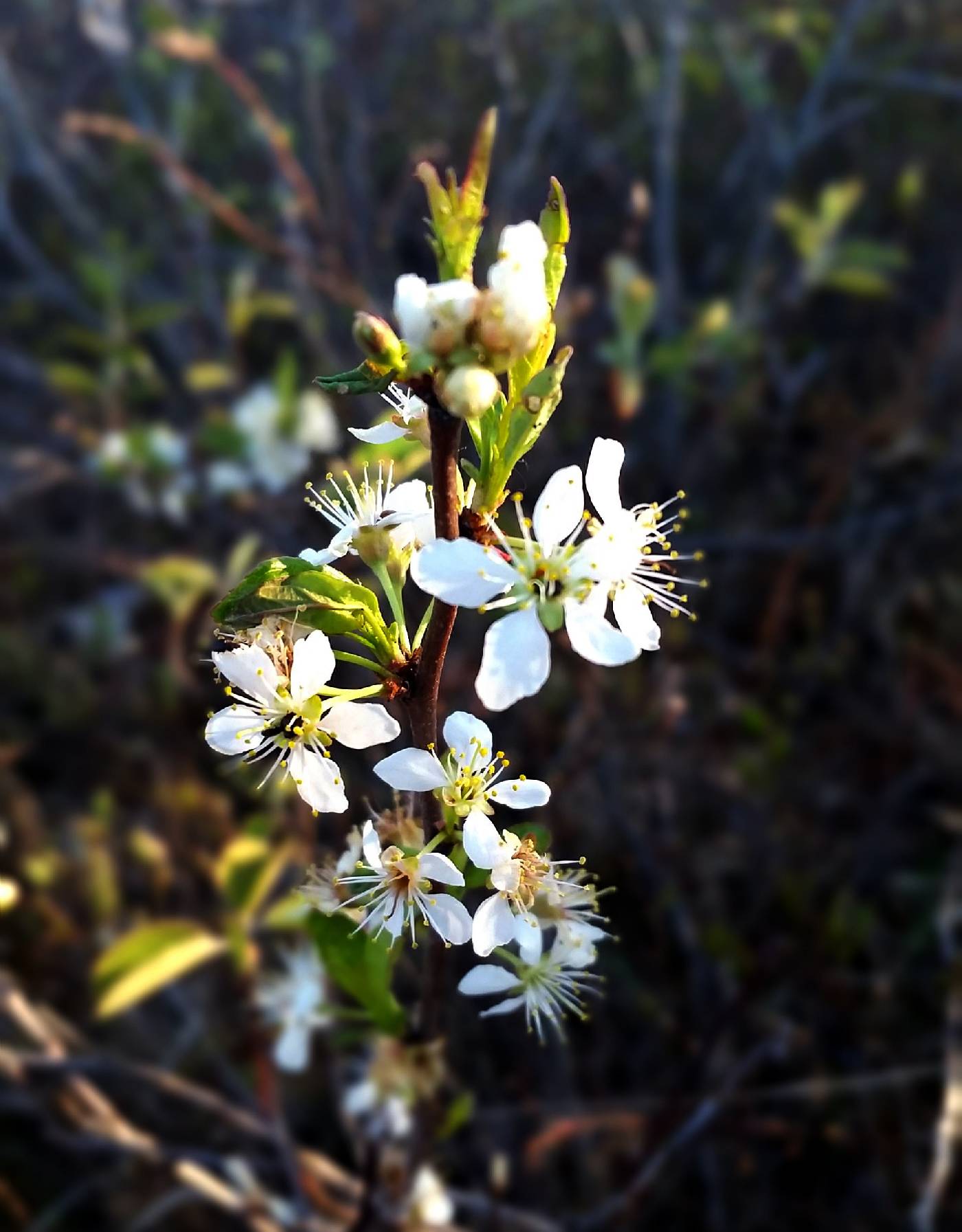 Prunus image