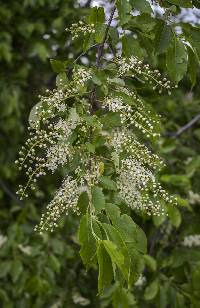 Prunus serotina image
