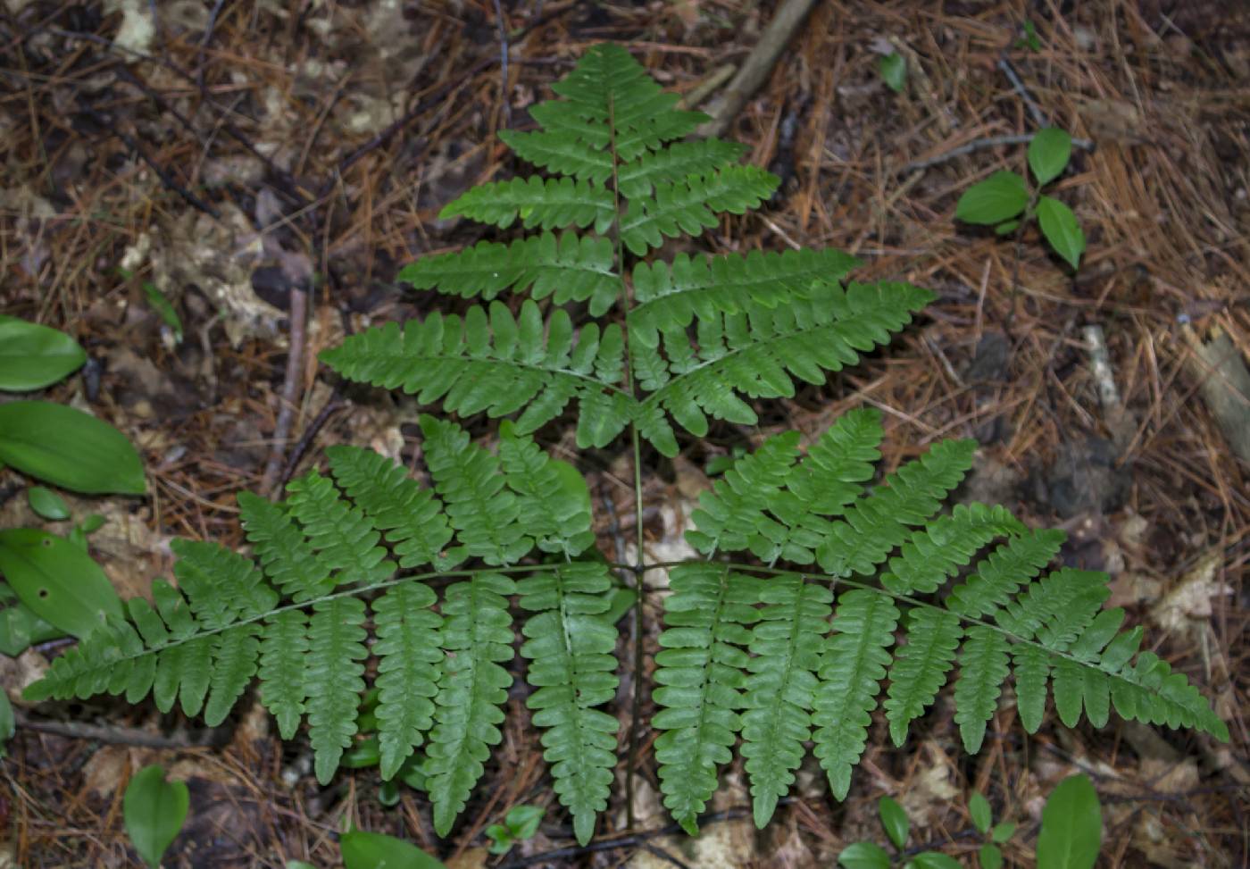 Pteridium aquilinum image