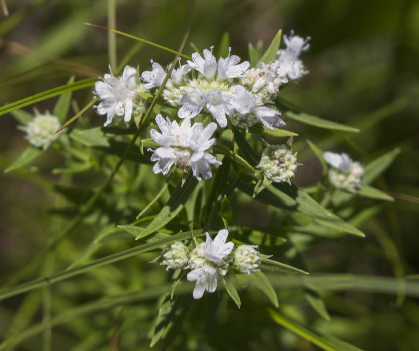 Pycnanthemum virginianum image